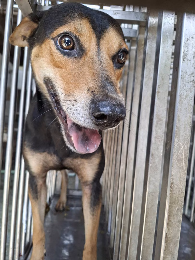 Black-and-tan adult male mixed-breed dog, Medium, shelter no. …1-02