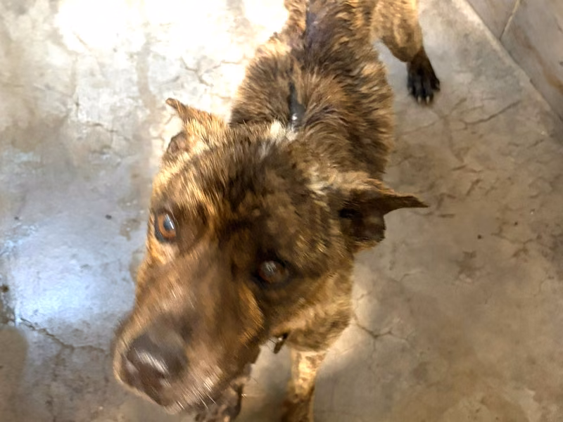 Tabby adult male mixed-breed dog, Large, shelter no. …0812