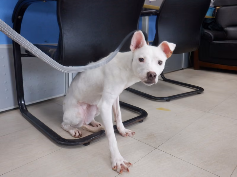 White adult female mixed-breed dog, Medium, shelter no. …8863