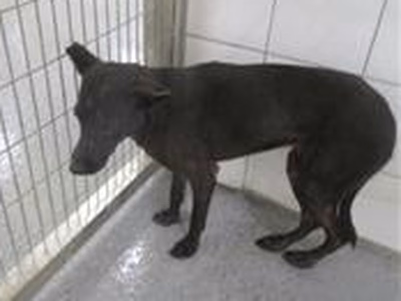 Black adult female mixed-breed dog, Medium, shelter no. …0013