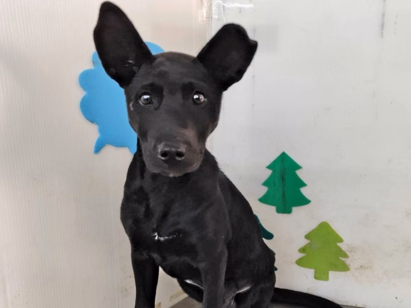 Black adult male mixed-breed dog, Large, shelter no. …2106