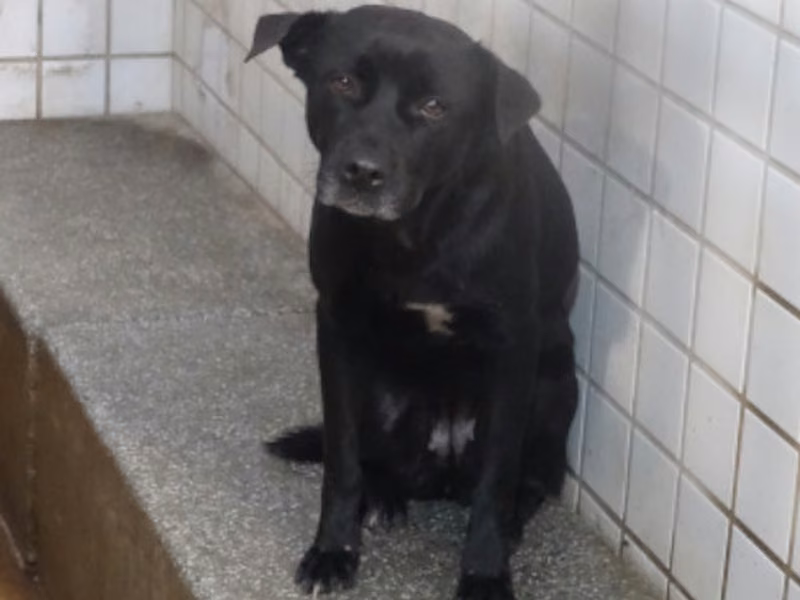 Black adult female mixed-breed dog, Large, shelter no. …2247