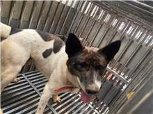 Black-and-white adult male mixed-breed dog, Medium, shelter no. …7003
