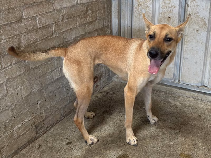 Tan adult female mixed-breed dog, Medium, shelter no. …1001