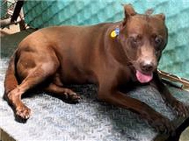 Brown adult male Formosan Mountain Dog, Medium, shelter no. …5001