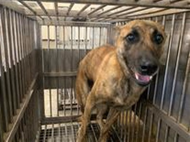 Tabby adult male mixed-breed dog, Medium, shelter no. …9002