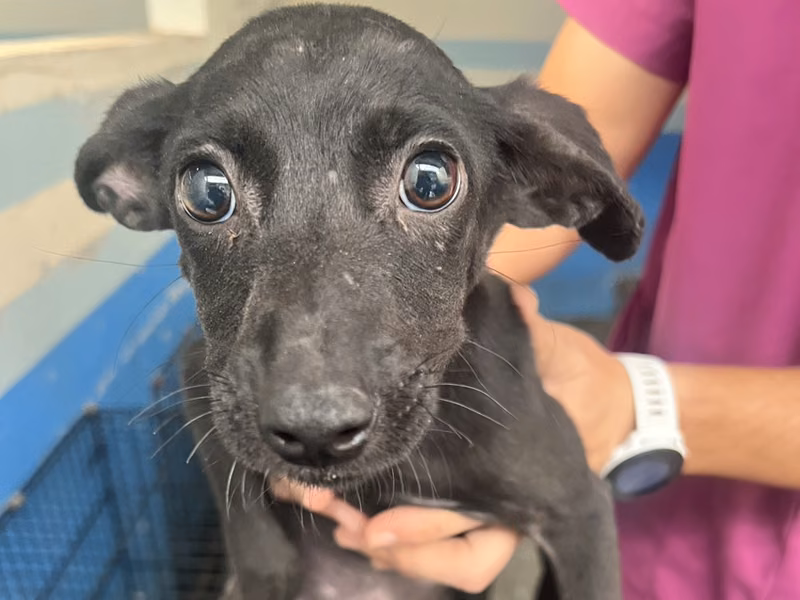 Black young female mixed-breed dog, Small, shelter no. …2021