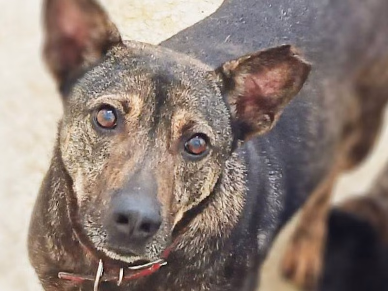 Black-and-brown adult male mixed-breed dog, Medium, shelter no. …0304