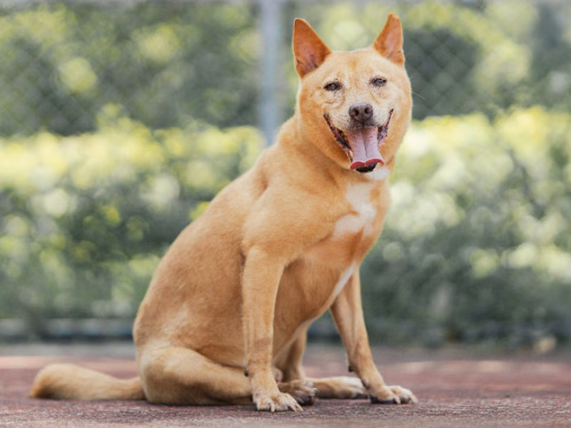 Tan adult male mixed-breed dog, Medium, shelter no. …2901