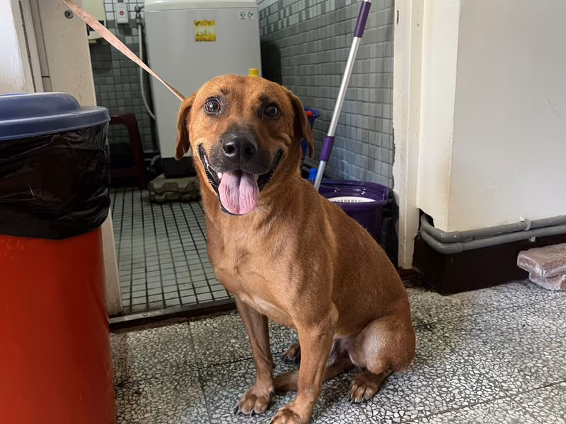 Tan adult male mixed-breed dog, Medium, shelter no. …1013
