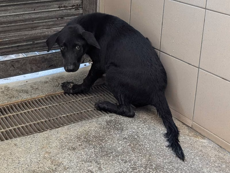 Black adult male mixed-breed dog, Medium, shelter no. …1709