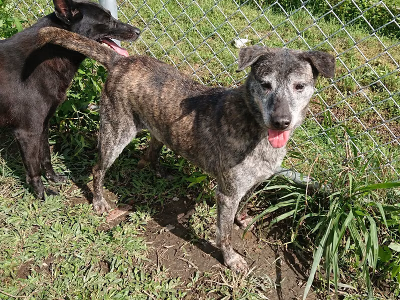 Tabby adult male mixed-breed dog, Medium, shelter no. …0402