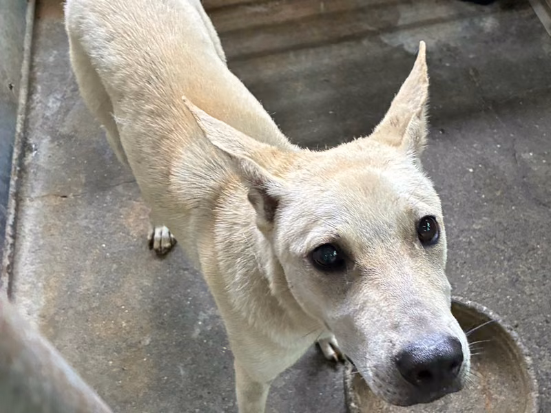 Cream adult male mixed-breed dog, Medium, shelter no. …0001