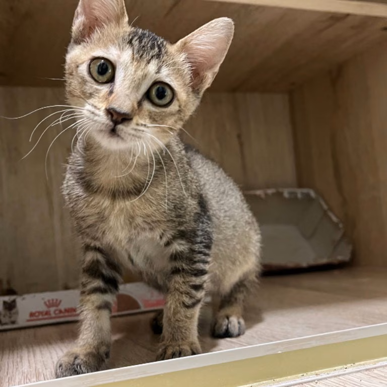 Tabby young female mixed-breed cat, Small, shelter no. …0003