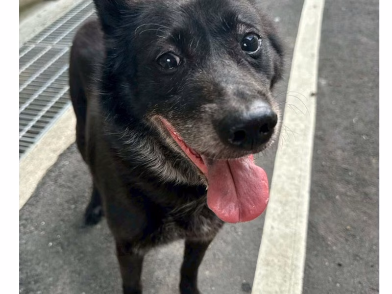 Black adult male mixed-breed dog, Large, shelter no. …1001