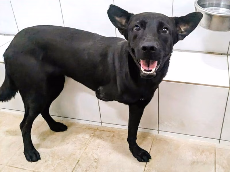 Black adult female mixed-breed dog, Medium, shelter no. …6001