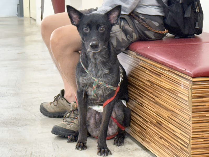 ミックス犬（オス・成犬・黒）、中型, 施設番号 …1601