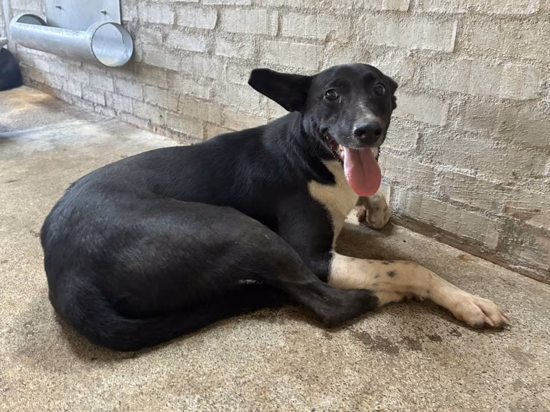 Black-and-white adult female mixed-breed dog, Medium, shelter no. …8004