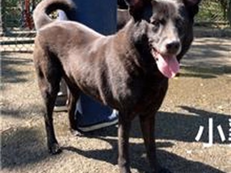 Black adult male mixed-breed dog, Medium, shelter no. …0210