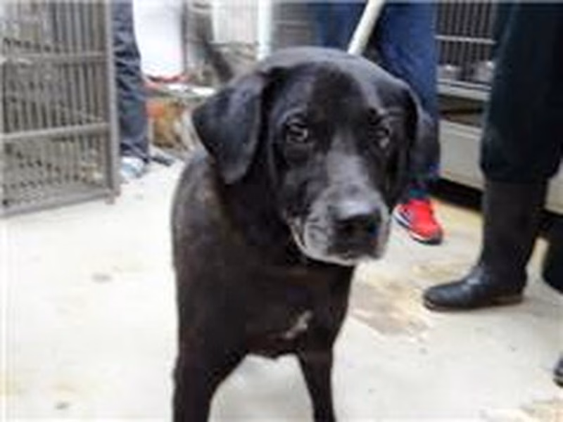 Black adult male mixed-breed dog, Medium, shelter no. …3002