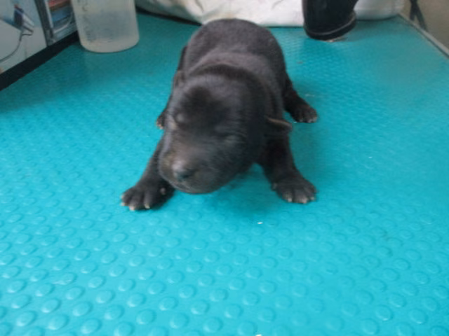 Black young male mixed-breed dog, Small, shelter no. …G5-4