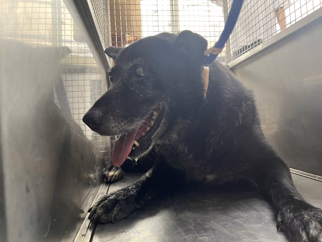 Black adult female mixed-breed dog, Medium, shelter no. …0601
