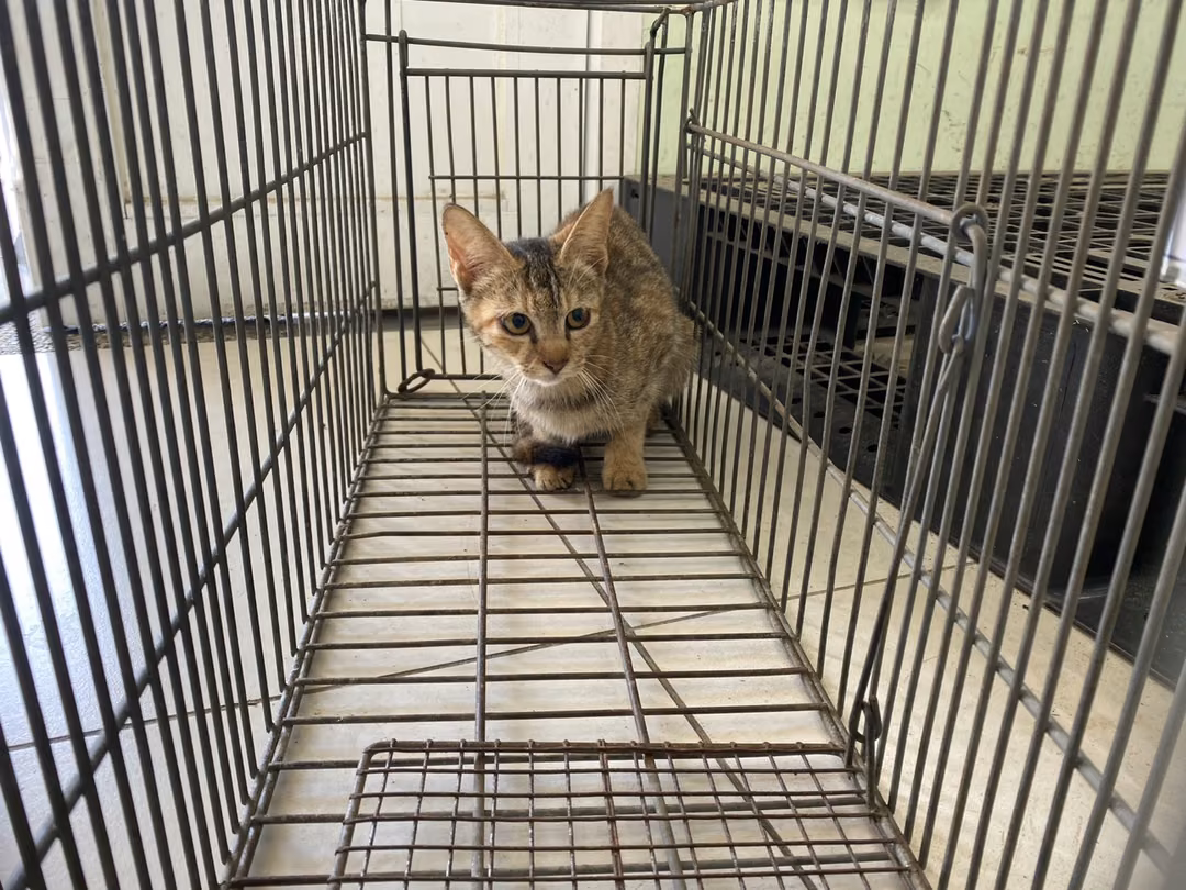 Young female mixed-breed cat, Small, shelter no. …5C03