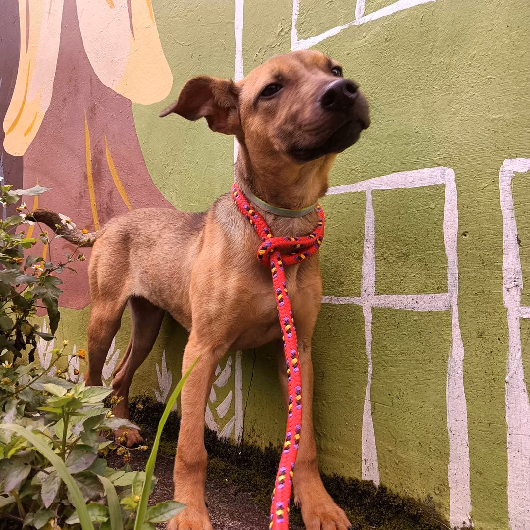 Tan adult female mixed-breed dog, Medium, shelter no. …6001