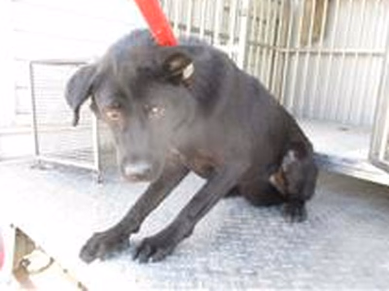 Black adult female mixed-breed dog, Medium, shelter no. …1633