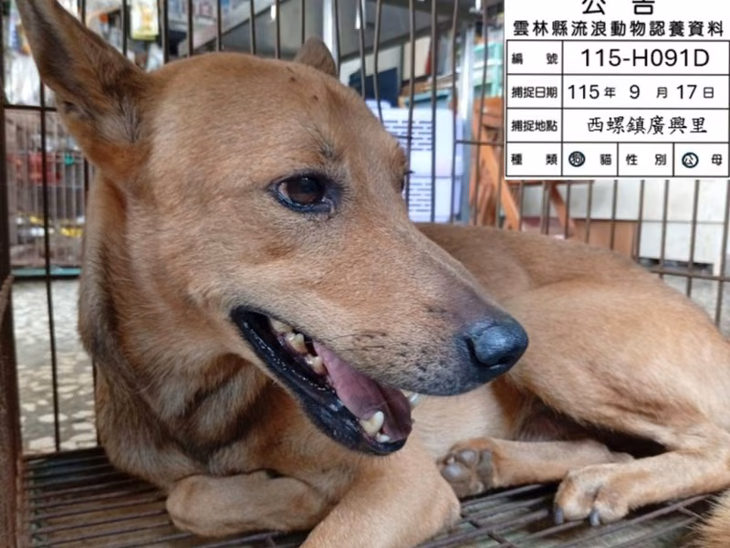 Pusang halo ang lahi (Lalaki, Matanda na, dilaw), Malaki, blg. ng shelter …091D