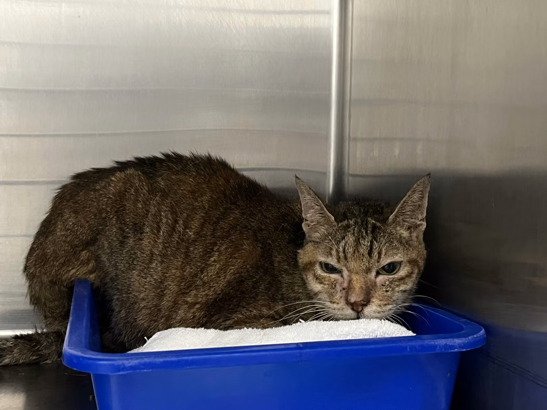 Tabby adult female mixed-breed cat, Medium, shelter no. …1404