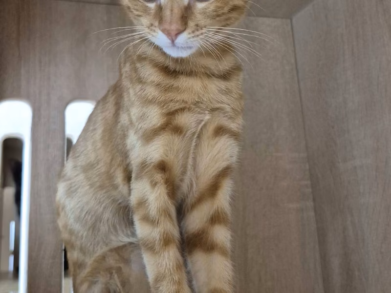 Orange tabby young male mixed-breed cat, Small, shelter no. …3005