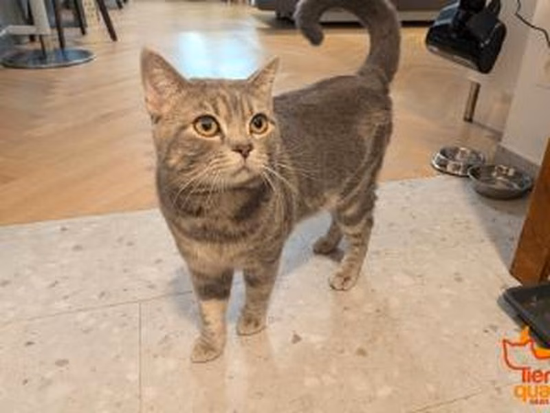 Gray male British Shorthair, shelter no. …4366