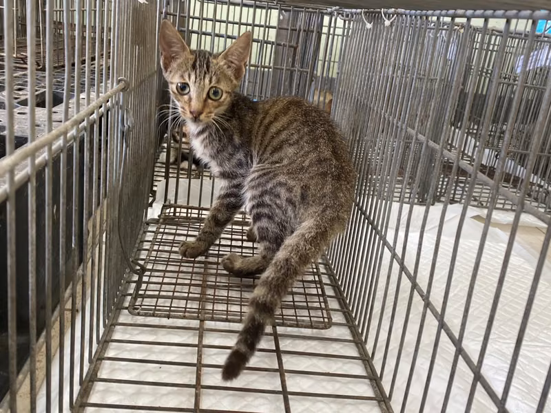 Young male mixed-breed cat, Small, shelter no. …9C07