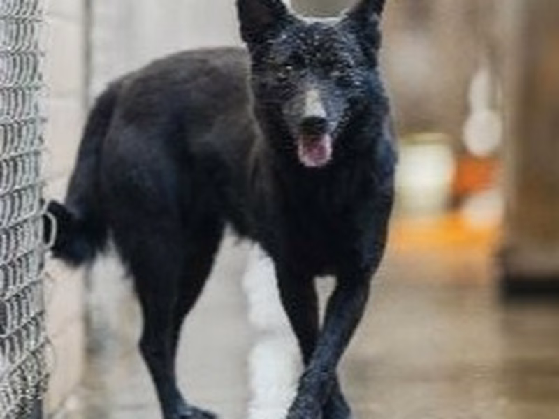 Black adult female mixed-breed dog, Medium, shelter no. …3001