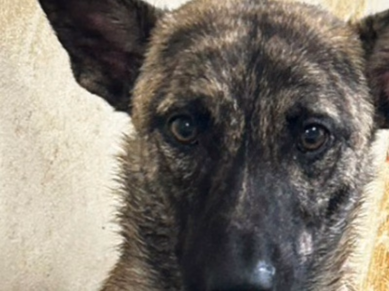 Tabby adult male mixed-breed dog, Large, shelter no. …4018