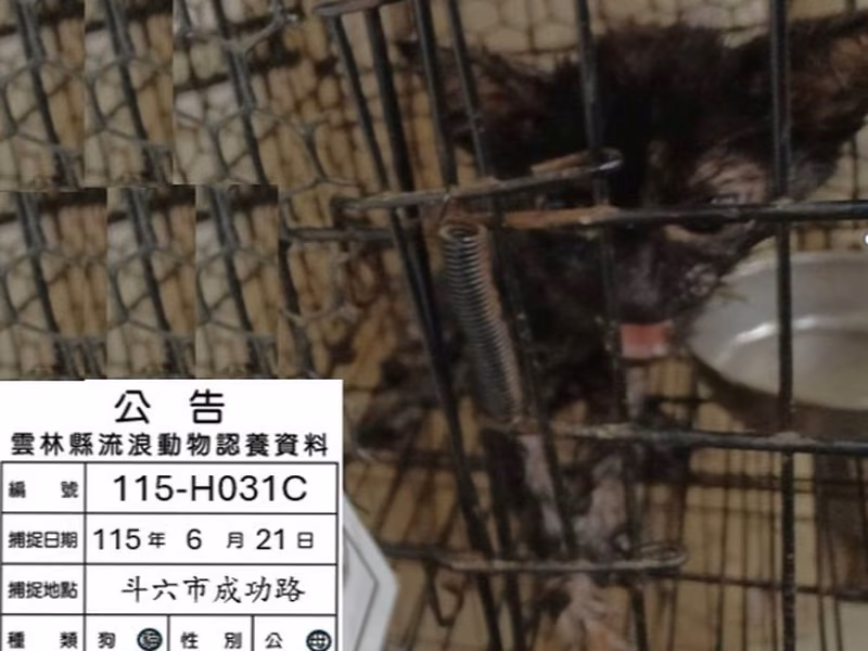 Pusang halo ang lahi (Babae, Bata, itim), Katamtaman, blg. ng shelter …031C
