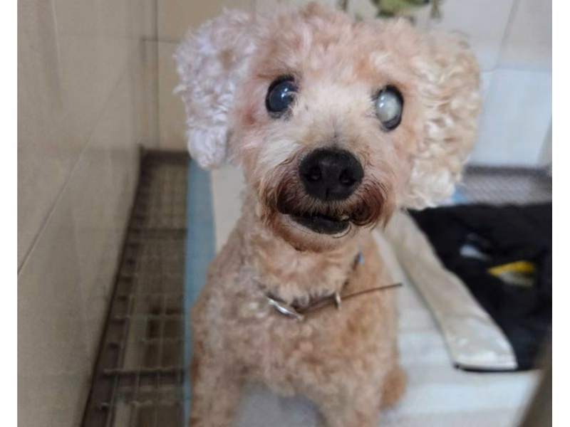 Brown adult female poodle, Small, shelter no. …8-11