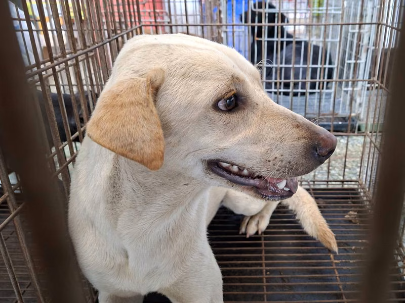 White adult male mixed-breed dog, Medium, shelter no. …7-05