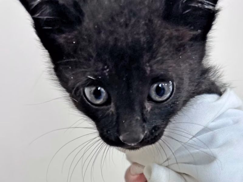 Black young male mixed-breed cat, Small, shelter no. …2C02