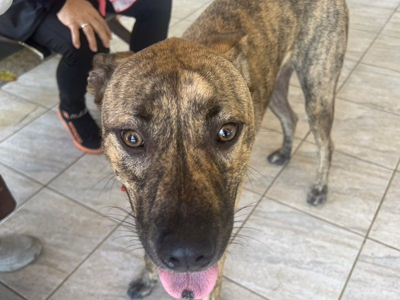Tabby adult male mixed-breed dog, Large, shelter no. …5003