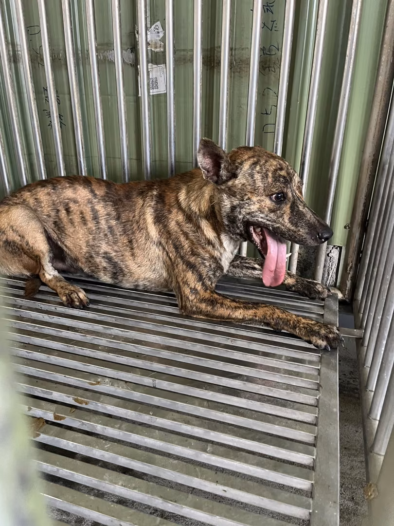 Tabby adult male mixed-breed dog, Medium, shelter no. …8001