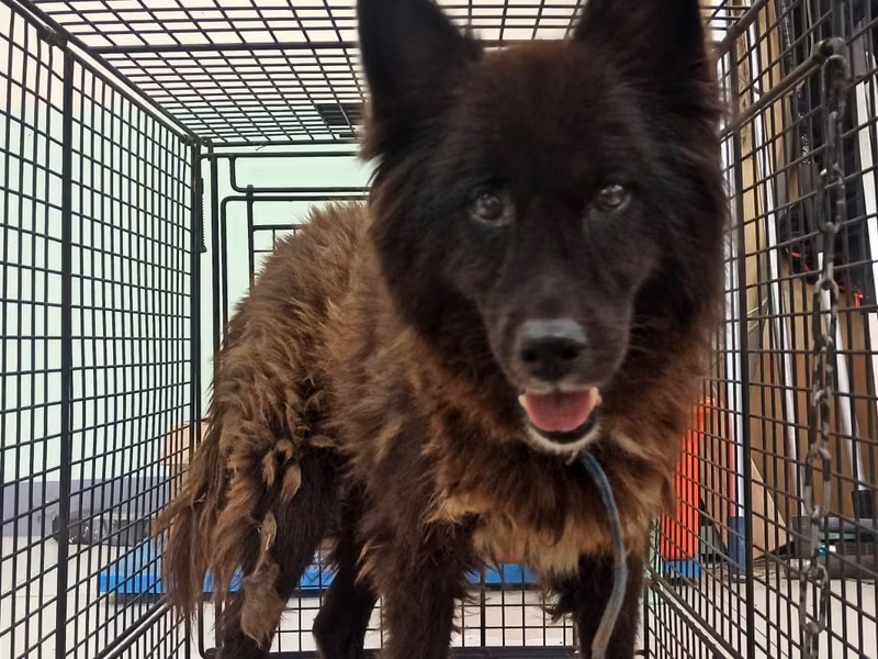 Black adult female mixed-breed dog, Medium, shelter no. …2D01