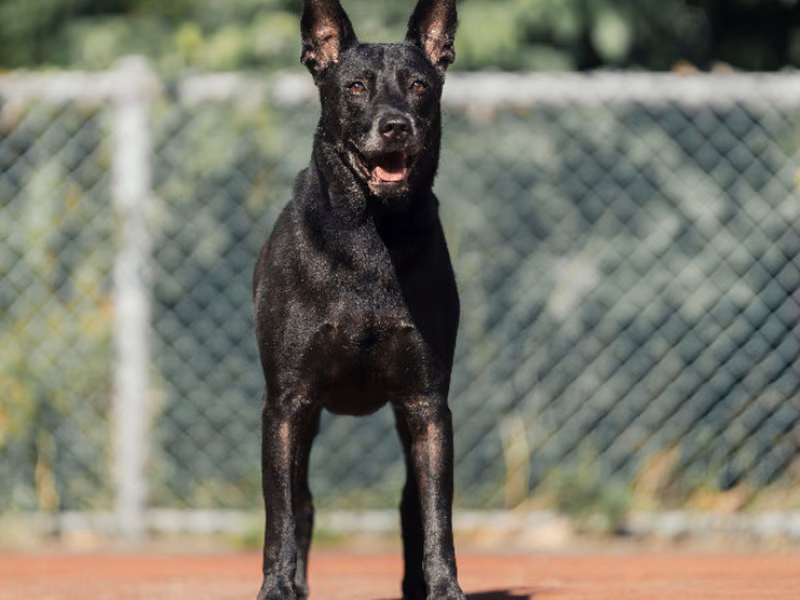 Black adult male mixed-breed dog, Medium, shelter no. …2803
