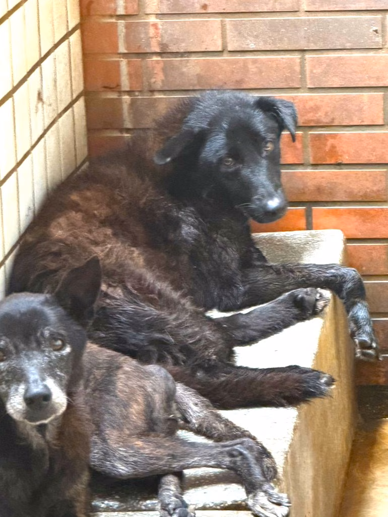 Black adult male mixed-breed dog, Large, shelter no. …1154