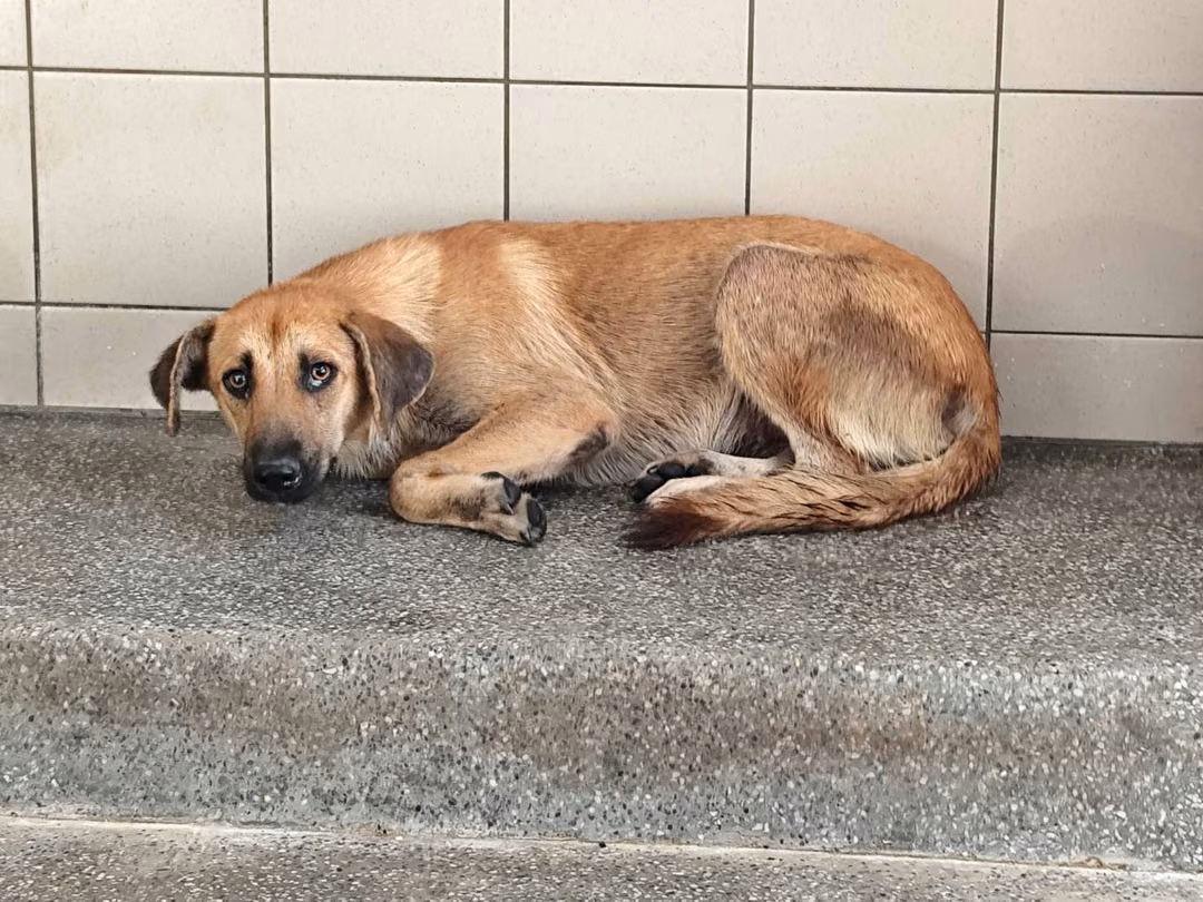 Tan adult female mixed-breed dog, Large, shelter no. …2604