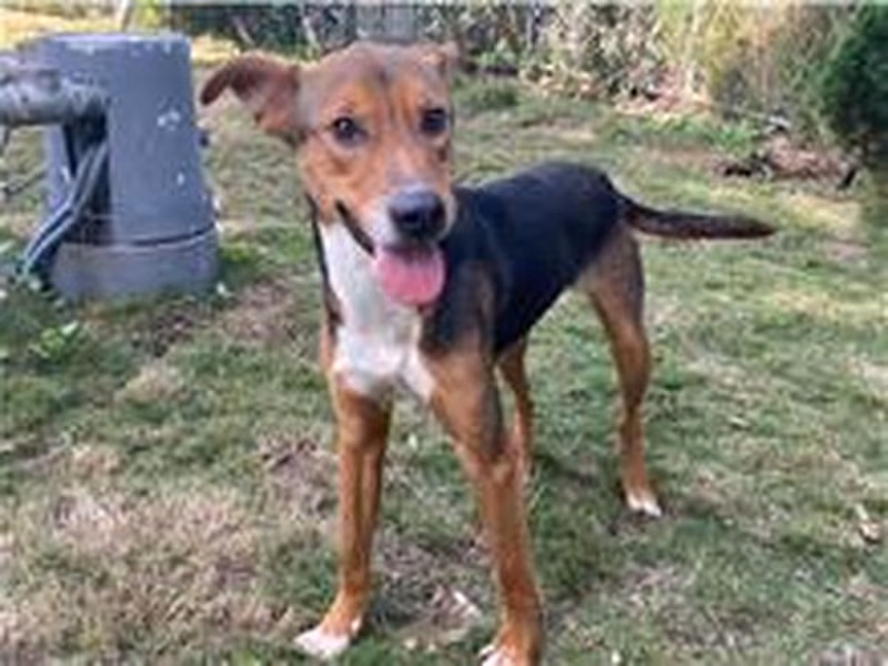Calico young male mixed-breed dog, Small, shelter no. …9003