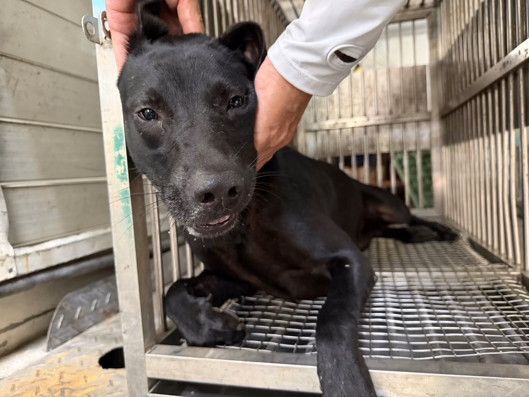 Black adult female mixed-breed dog, Medium, shelter no. …6003