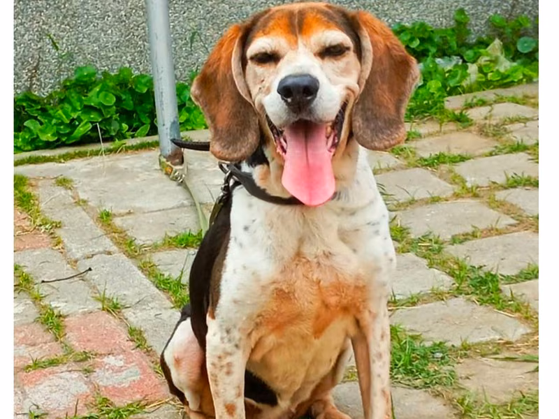 Patched adult female mixed-breed dog, Medium, shelter no. …8-07