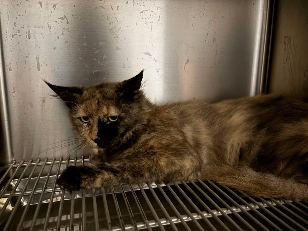 Brown-and-black adult female Maine coon, Medium, shelter no. …9006